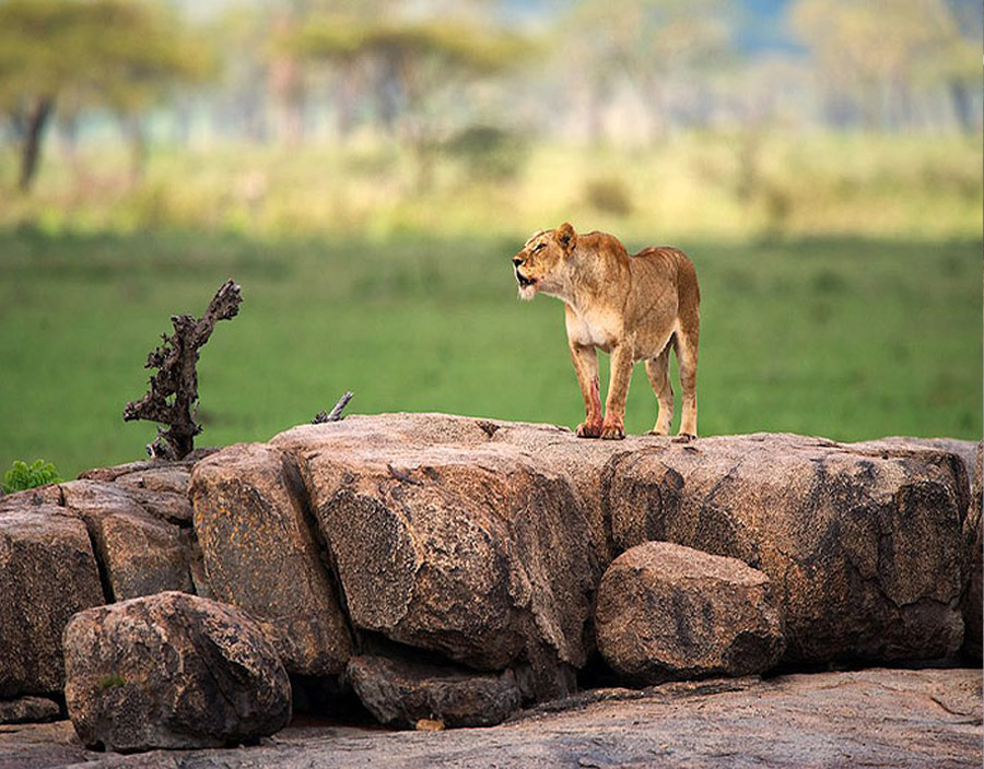 Aaron Judi Byrne Review